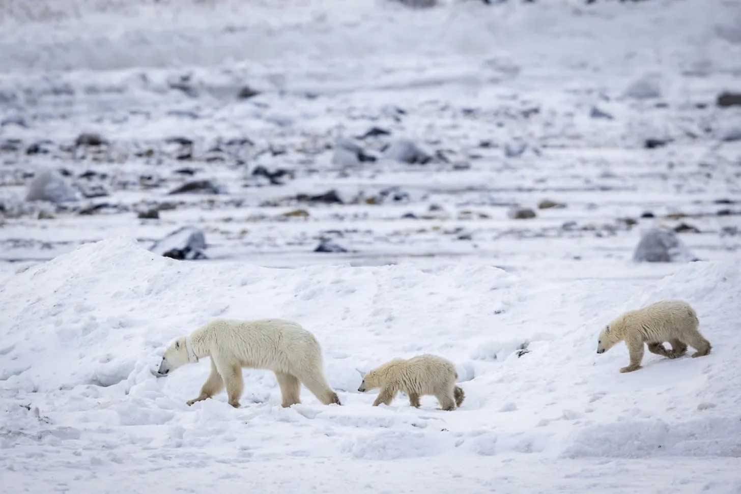 A mother polar bear with two cubs following her on snow