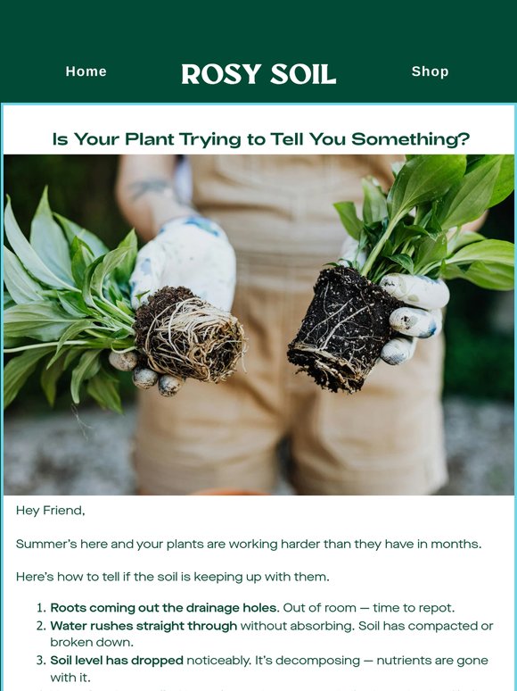 5 signs your plant is ready for new soil