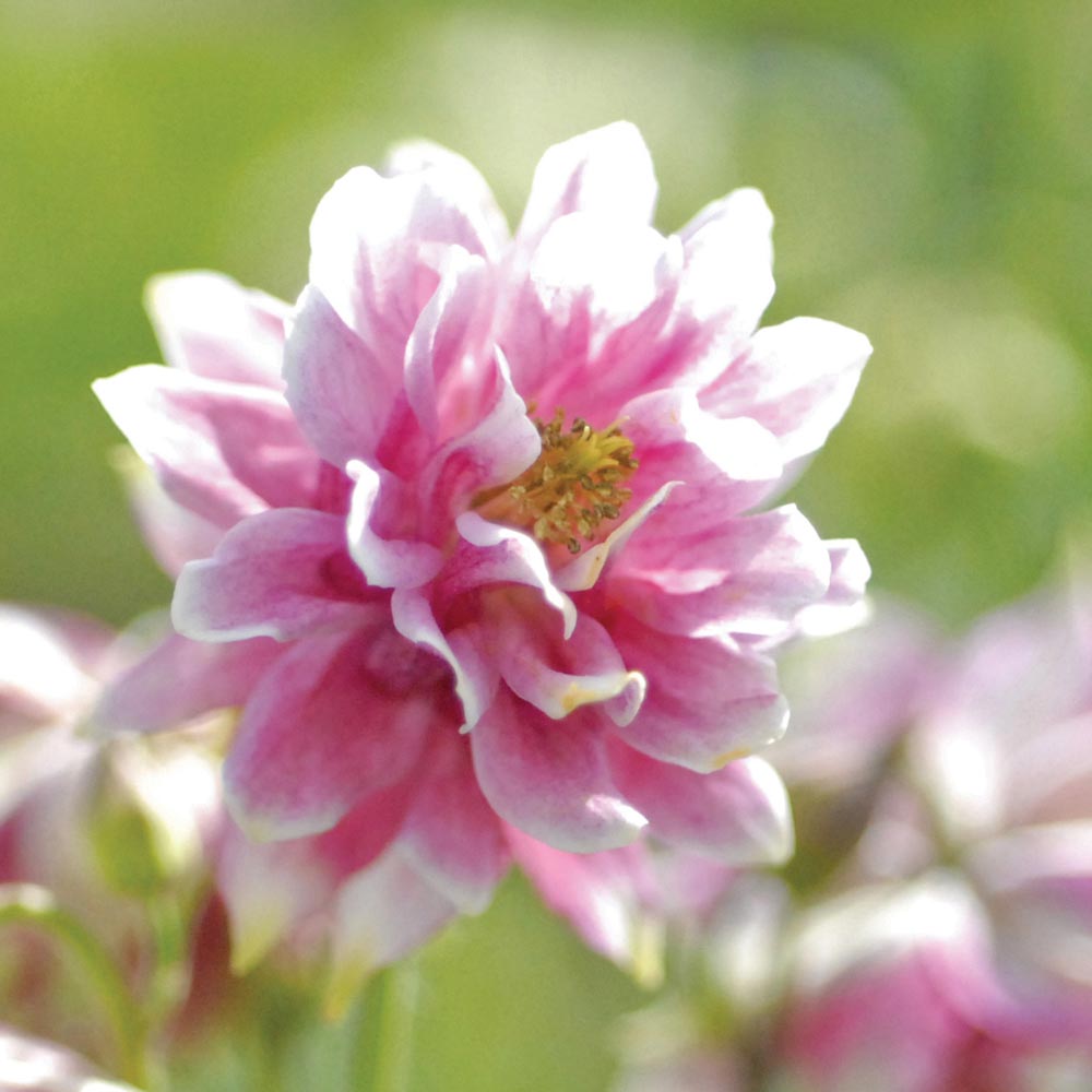 Aquilegia 'Nora Barlow'