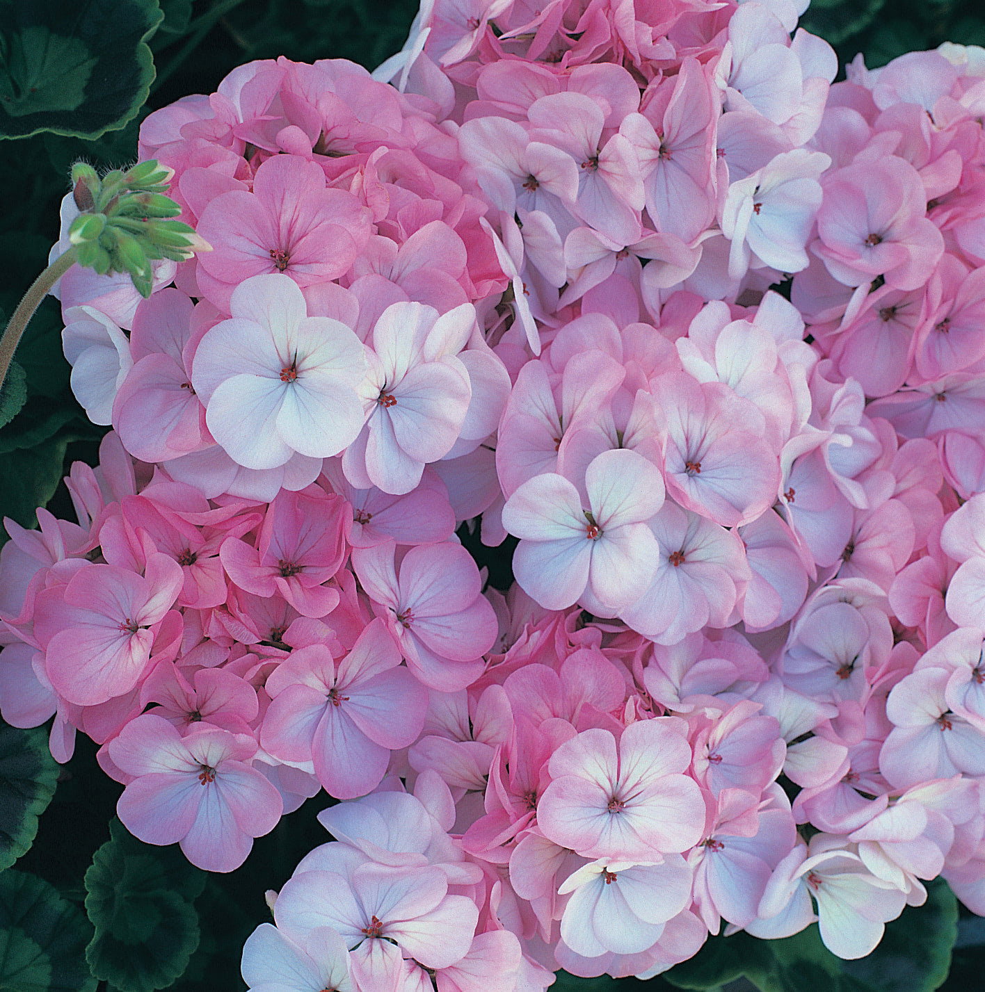 Geranium 'Horizon Appleblossom'
