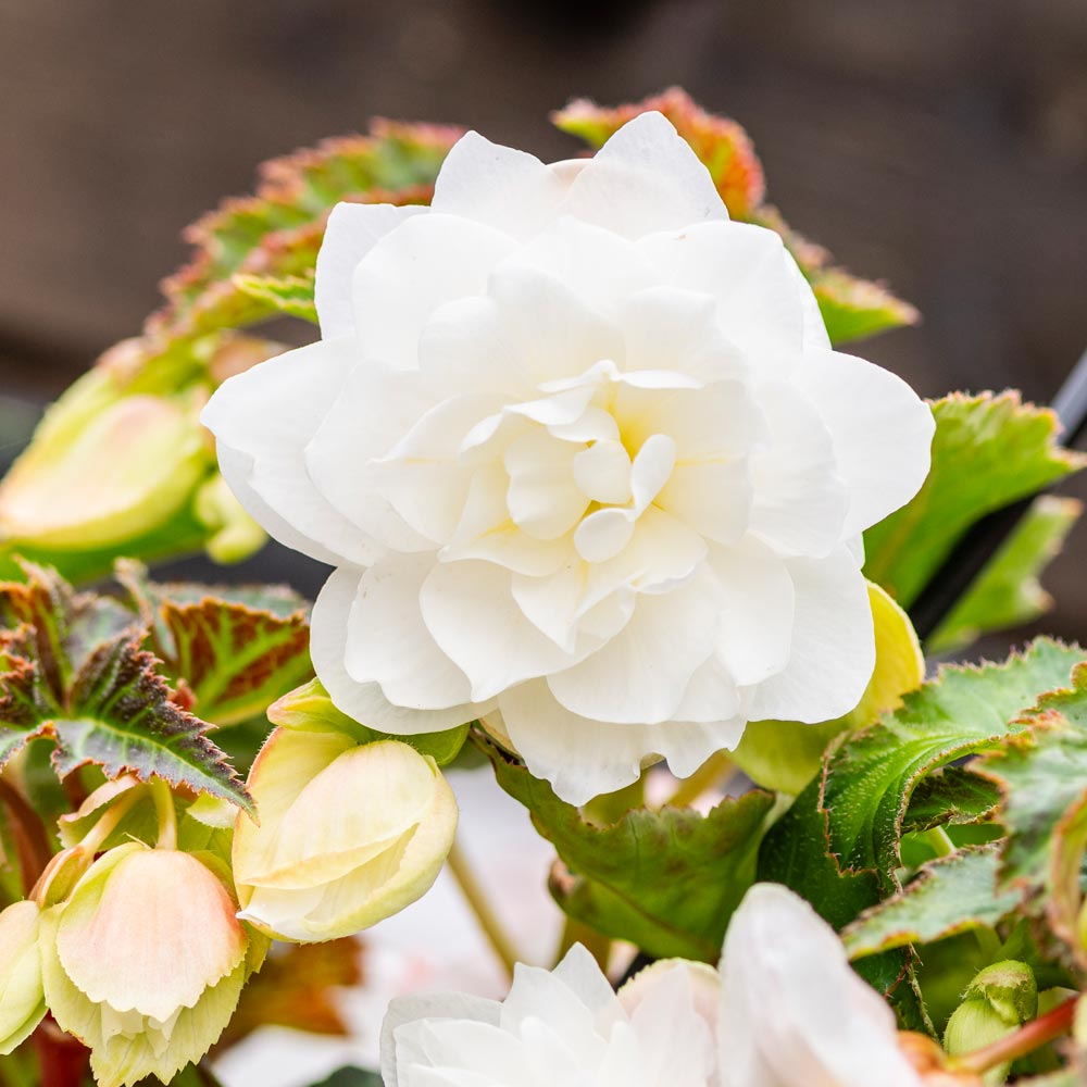 Begonia 'Illumination White'