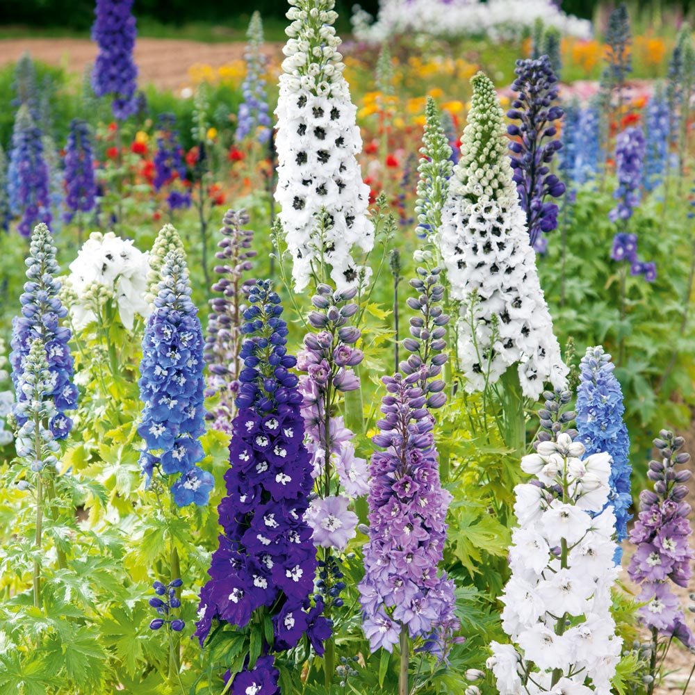 Delphinium 'Magic Fountains Mix'