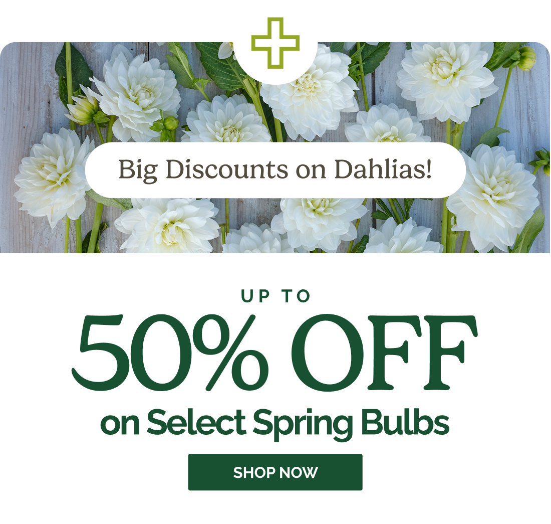 Big Discounts on Dahlias! Up to 50% OFF on Select Spring Bulbs SHOP NOW