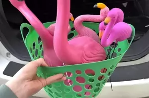 She puts a basket of dollar store flamingos into her trunk to copy this clever outdoor idea