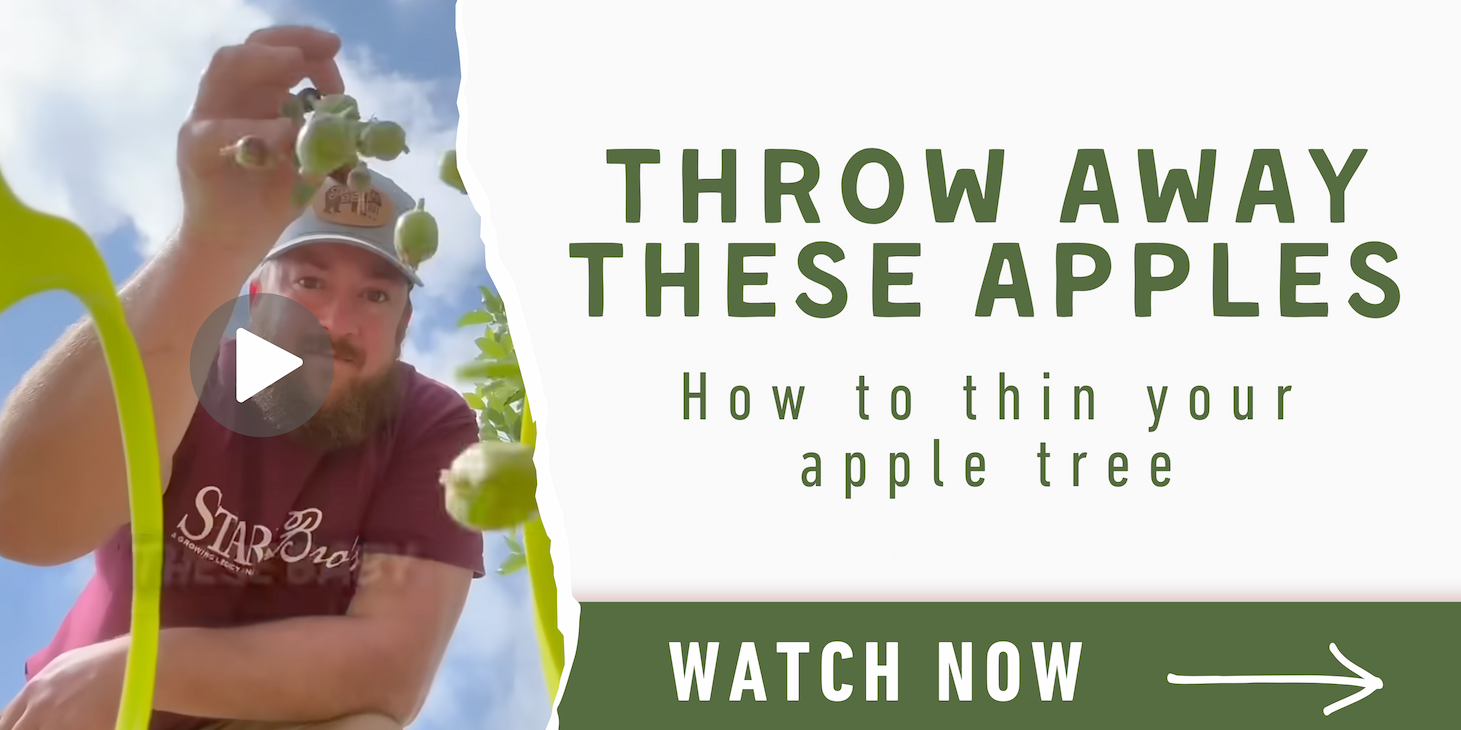 Throw these apples away