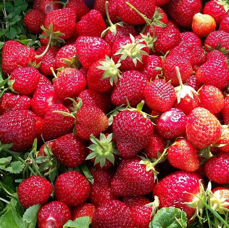 Image of Sequoia Strawberry