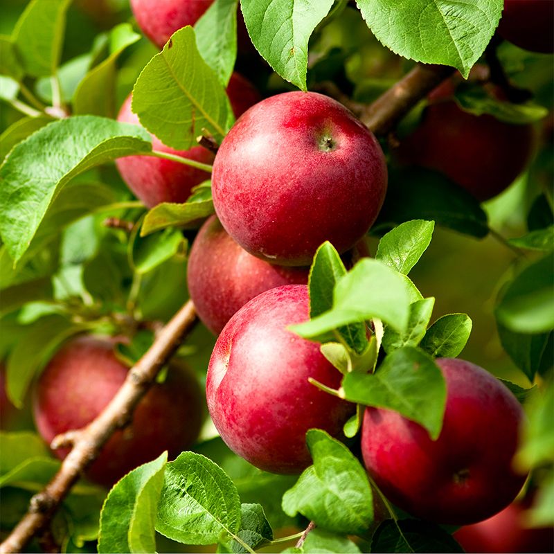 Image of Fruit Trees