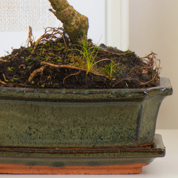 Chinese Elm Bonsai