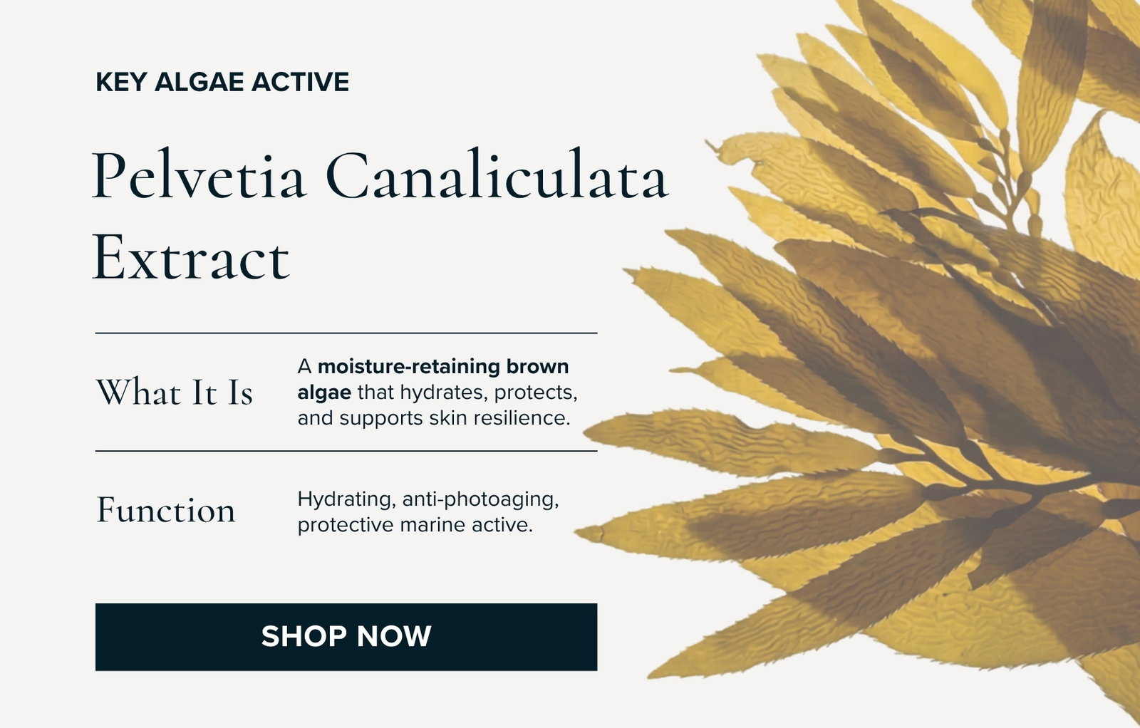 Key Algae Active Pelvetia Canaliculata Extract