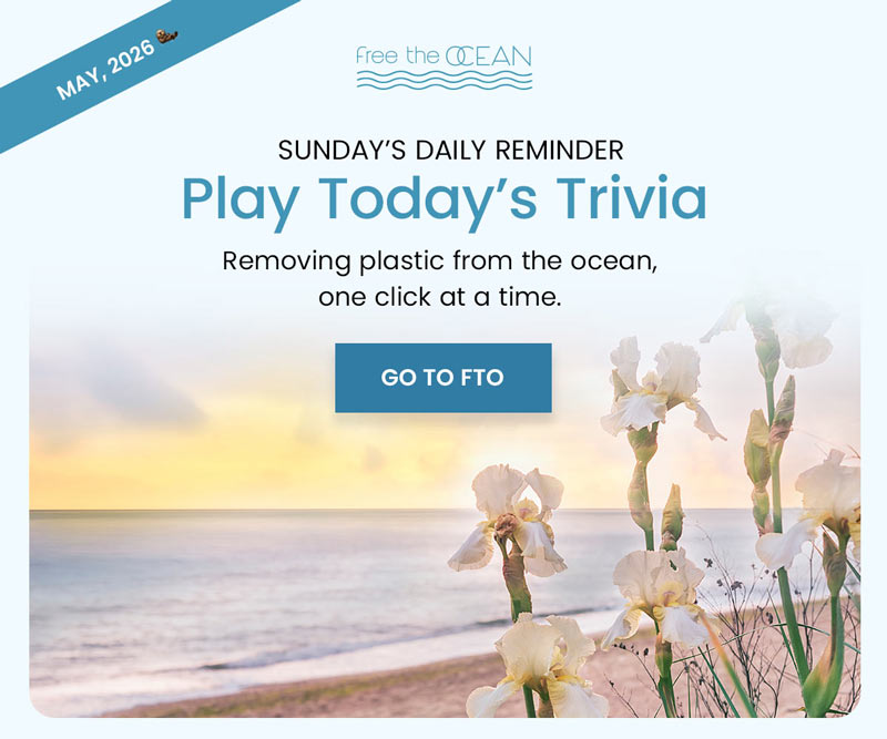 Removing plastic from the ocean, one click at a time