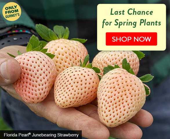 Last Chance for Spring Plants
