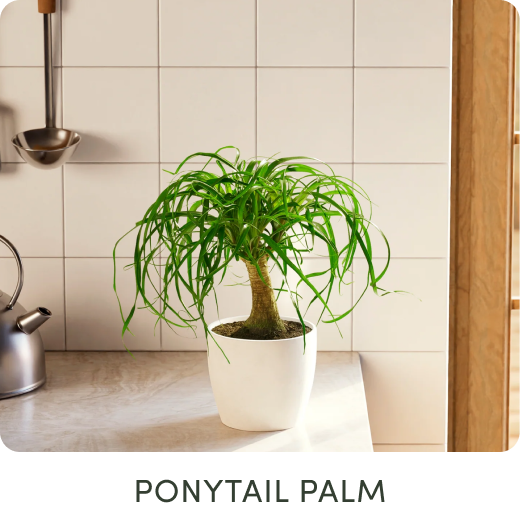 Ponytail Palm