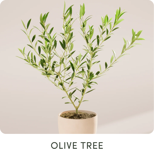 Olive tree