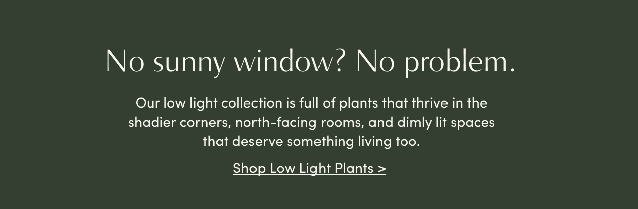 low-light plant collection