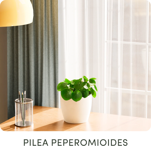 Pilea Peperomioides