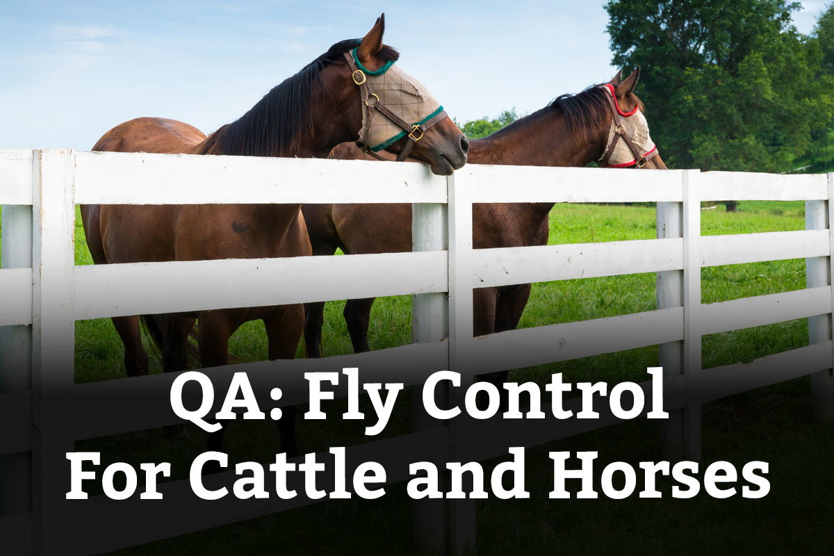 QA: Fly Control For Cattle and Horses - Learn More