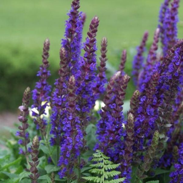 Image of East Friesland Salvia