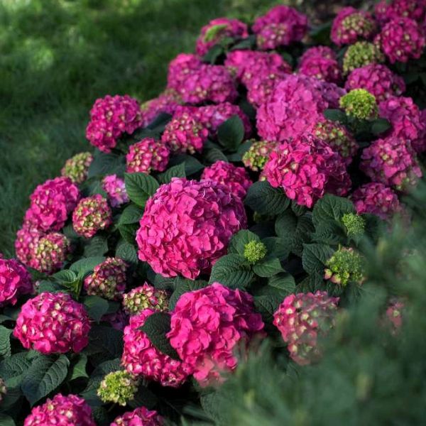 Image of Endless Summer® Summer Crush® Bigleaf Hydrangea