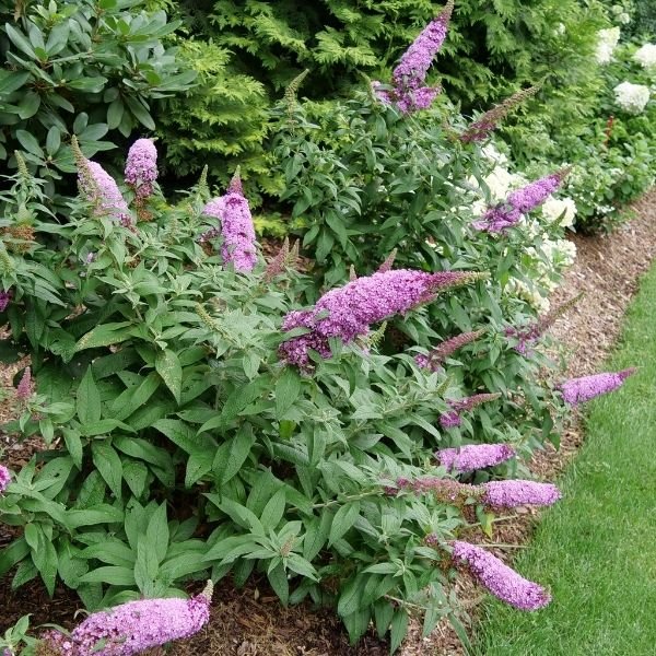 Image of Pugster Pinker® Butterfly Bush