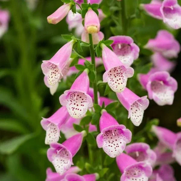 Image of Lucas Pink Foxglove
