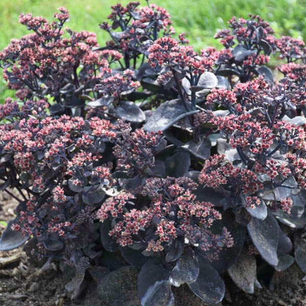 Image of Rock 'N Grow® Back in Black Sedum