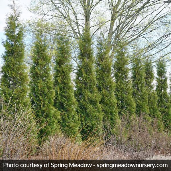 Image of Full Speed A Hedge® American Pillar Arborvitae