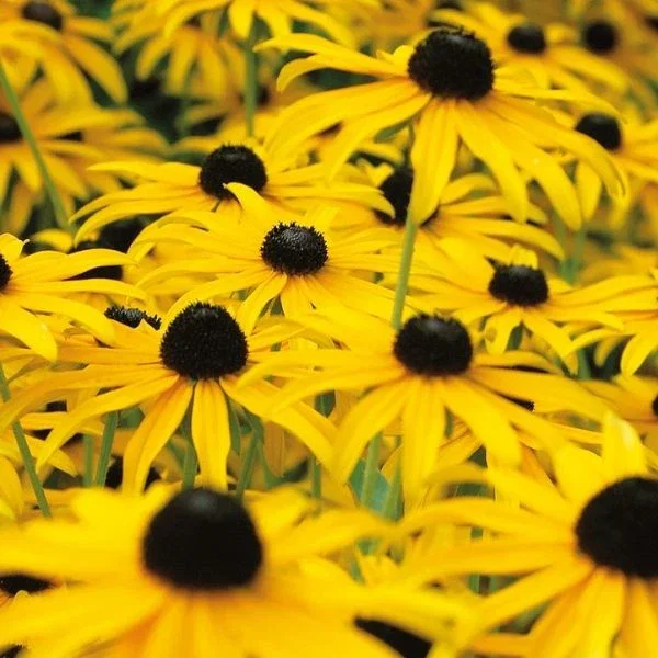 Image of American Gold Rush Black - Eyed Susan