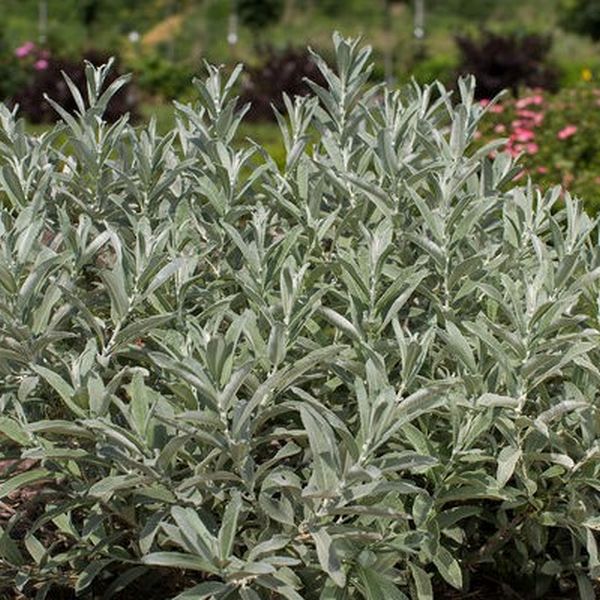 Image of Iceberg Alley® Sageleaf Willow