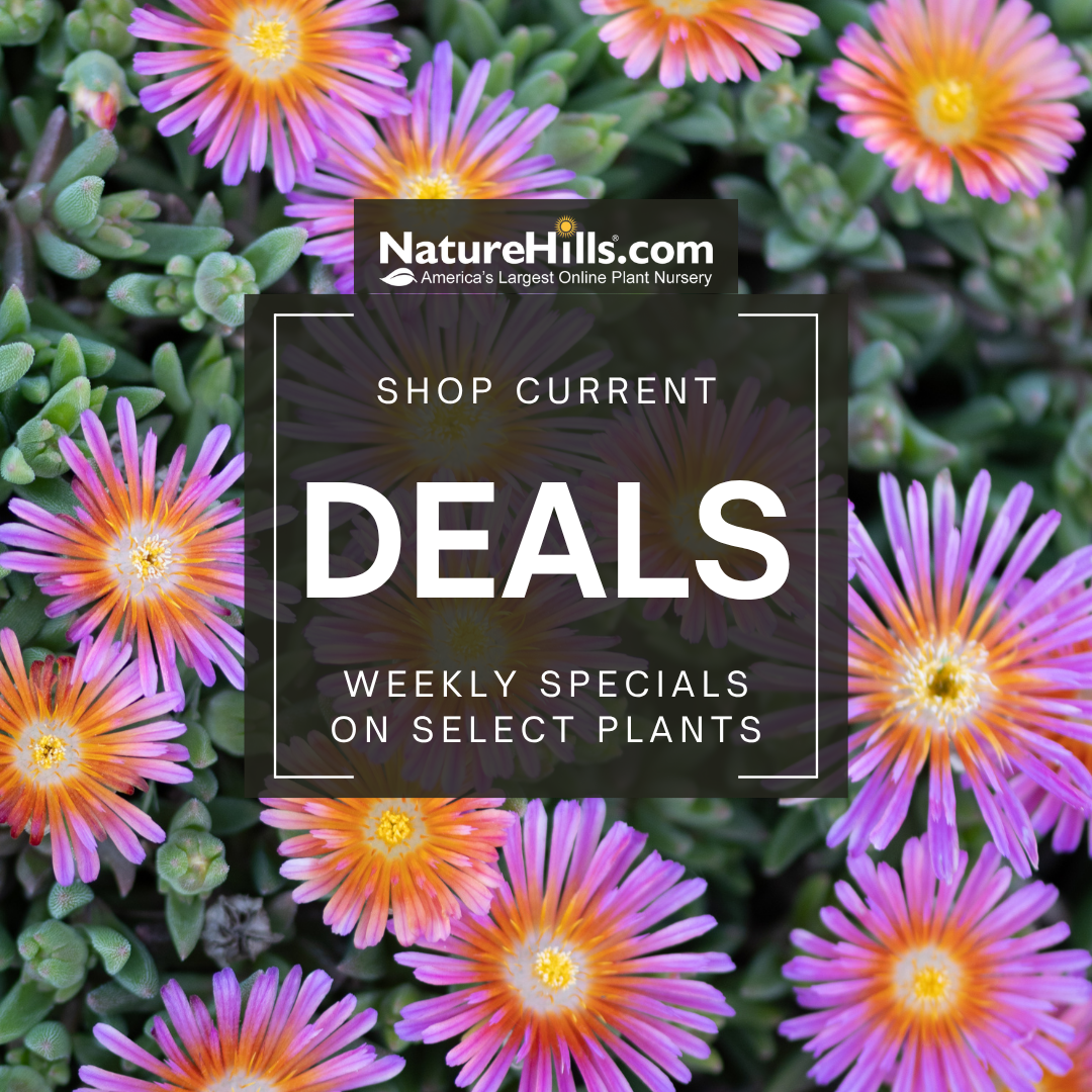 Shop current weekly deals colorful flowers behind a banner talking about nature hills weekly deals. 