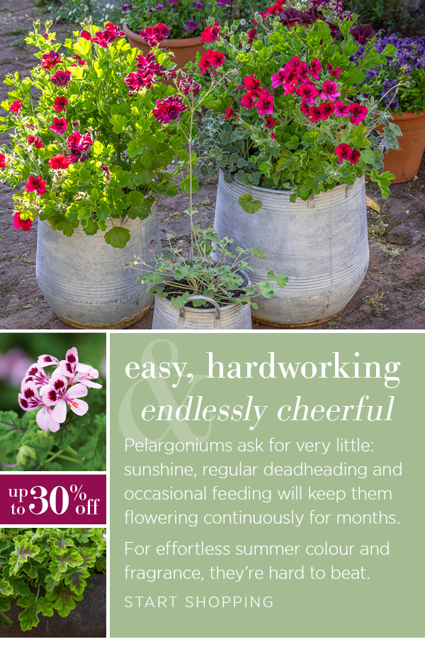 Easy, hardworking, endlessly cheerful. Pelargoniums ask for very little: sunshine, regular deadheading and occasional feeding will keep them flowering continuously for months. For effortless summer colour and fragrance, they're hard to beat. Start shopping.