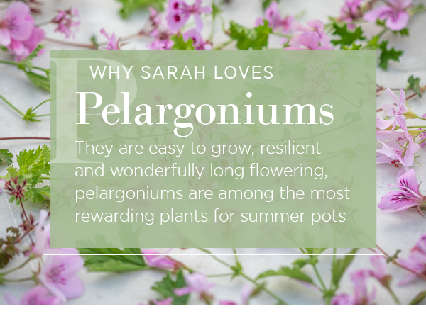 Why Sarah loves Pelargoniums. They are easy to grow, resilient and wonderfully long flowering, pelargoniums are among the most rewarding plants for summer pots. 