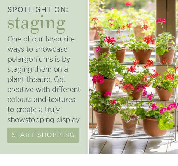 Spotlight on: staging. One of our favourite ways to showcase pelargoniums is by staging them on a plant theatre. Get creative with different colours and textures to create a truly showstopping display. Start shopping.