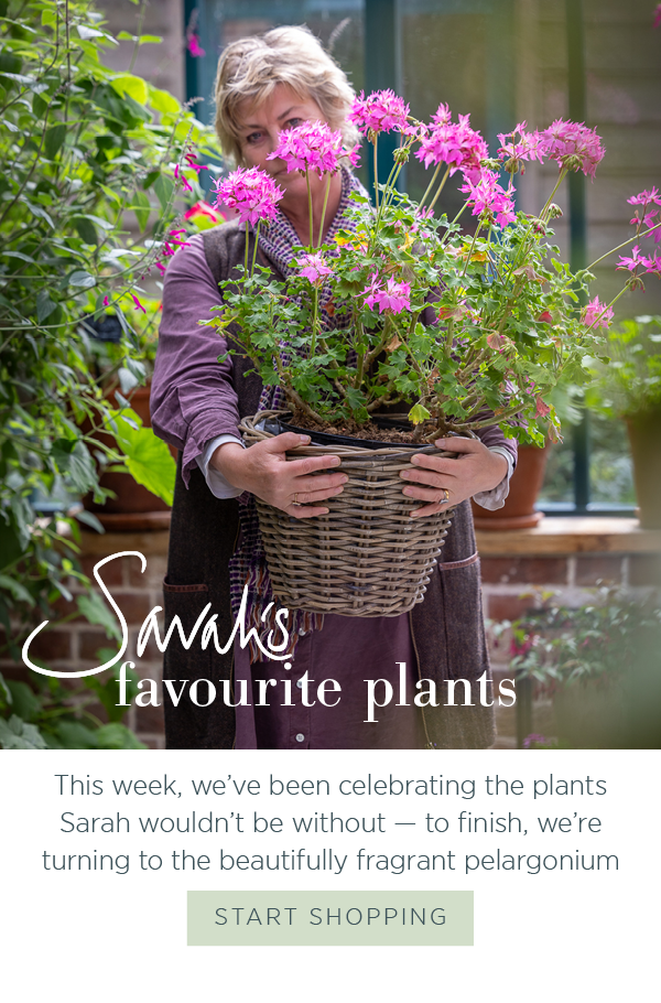 Sarah's favourite plants. This week, we've been celebrating the plants Sarah wouldn't be without - to finish, we're turning to the beautifully fragrant pelargonium.