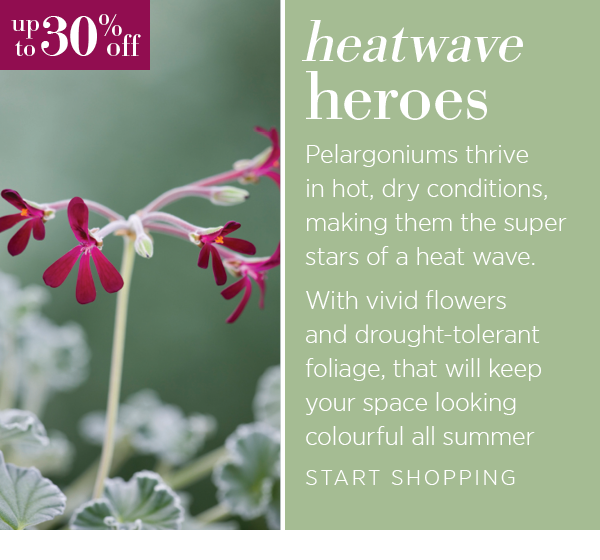 Heatwave heroes. Pelargoniums thrive in hot, dry conditions, making them the super stars of a heat wave. With vivid flowers and drought-tolerant foliage, they'll keep pots, borders and terraces looking colourful all summer long. Start shopping.