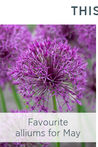 Favourite alliums for May