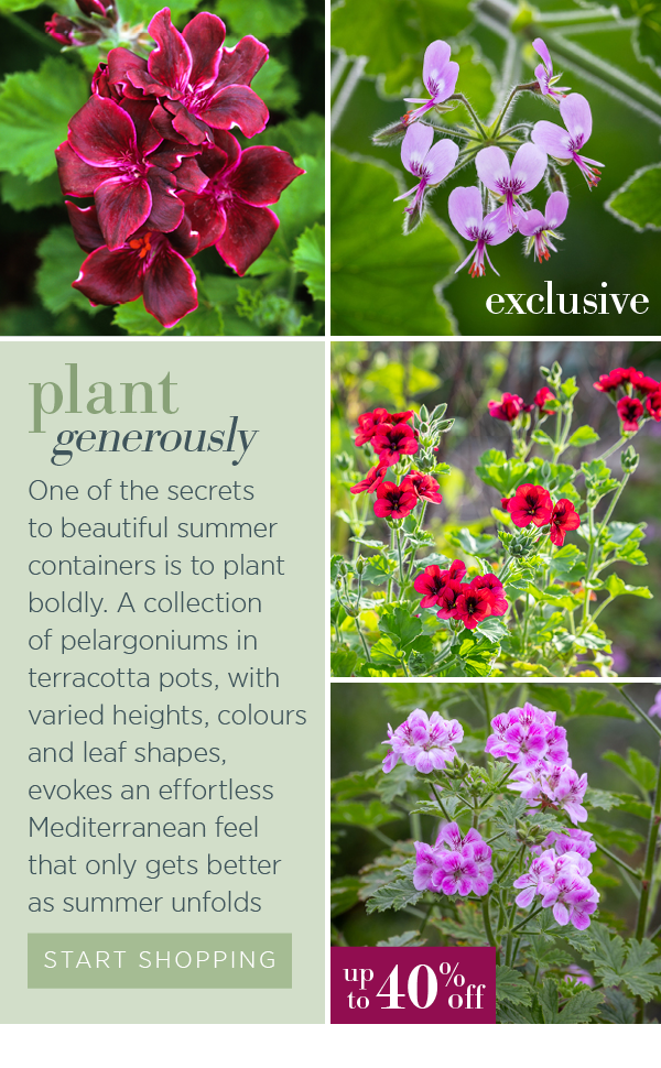 Plant generously. One of the secrets to beautiful summer containers is to plant boldly. A collection of pelargoniums in terracotta pots, with varied heights, colours, and leaf shapes, evokes an effortless Mediterranean feel that only gets better as summer unfolds.