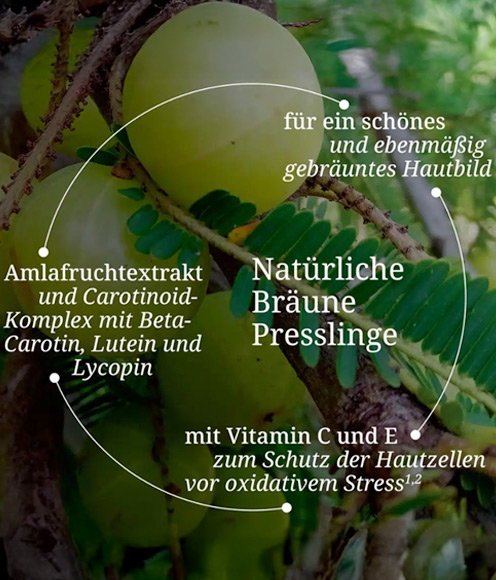 Pflanzenkomplex in Natürliche Bräune Presslinge