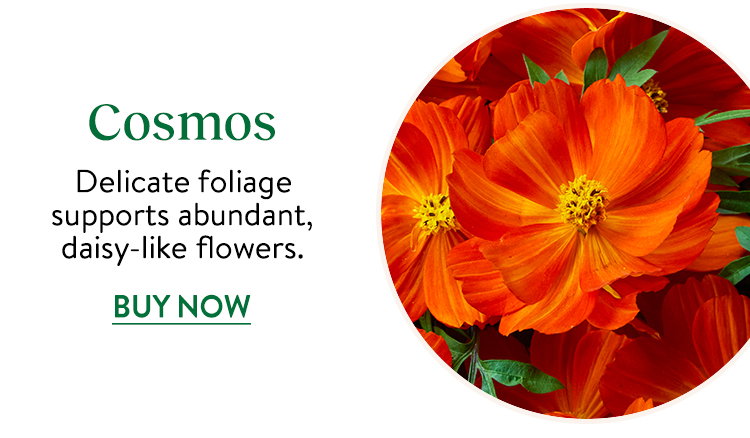 Cosmos Seeds