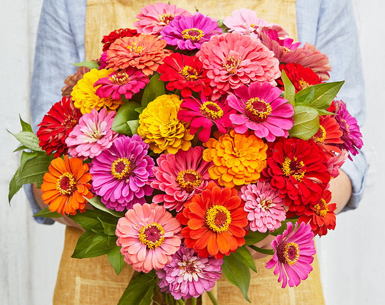 Zinnia Seeds & Plants