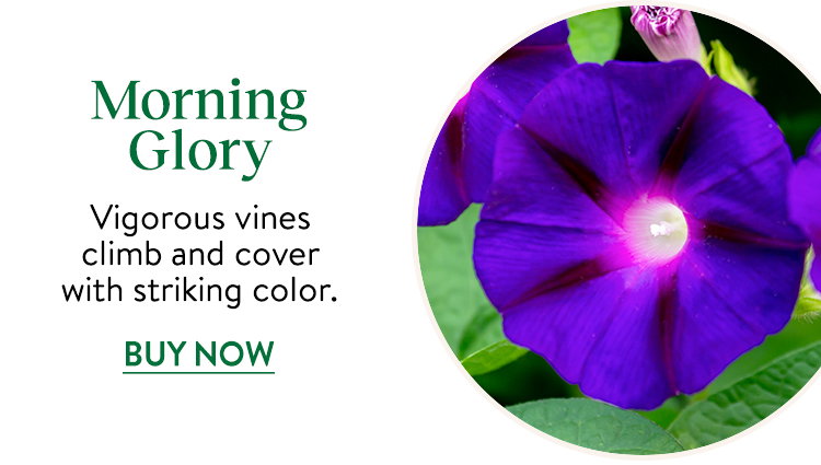 Morning Glory Seeds