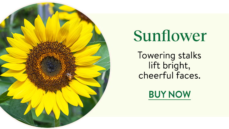 Sunflower Seeds