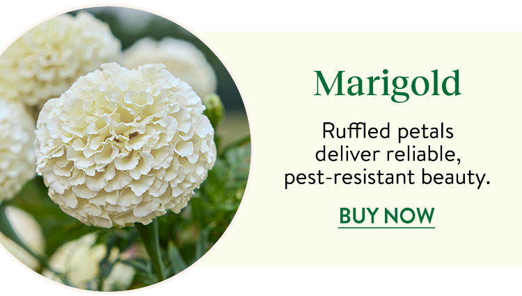 Marigold Seeds & Plants