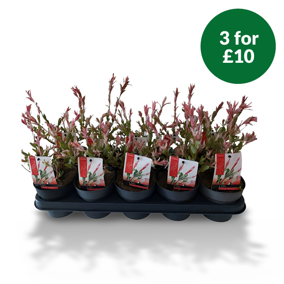 3 for £10