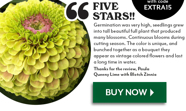 Queeny Lime with Blotch Zinnia Seeds