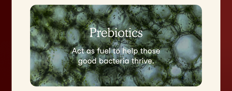 Prebiotics act as fuel to help those good bacteria thrive.