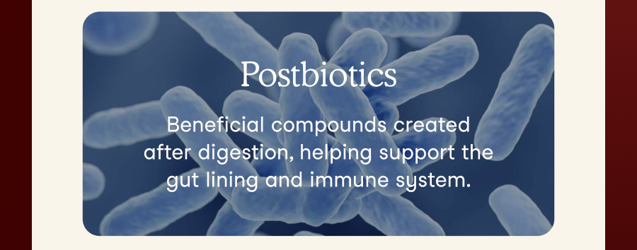 Postbiotics are the beneficial compounds created after digestion, helping support the gut lining and immune system.