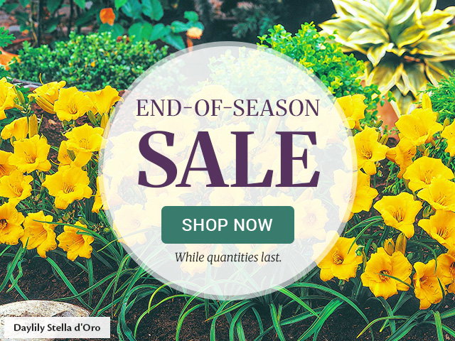 End of season sale