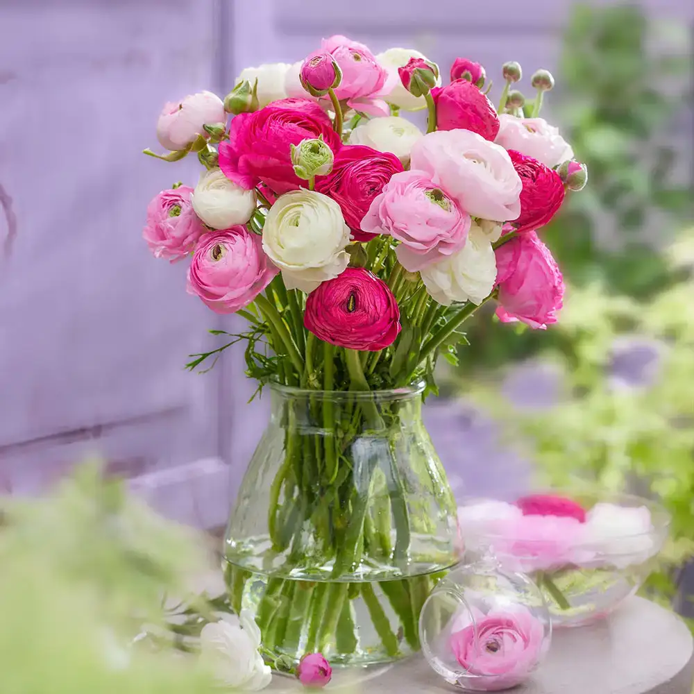Ready For Romance Ranunculus Mix