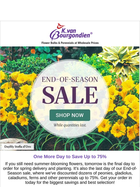 Save up to 75% on spring-planted bulbs for one more day!
