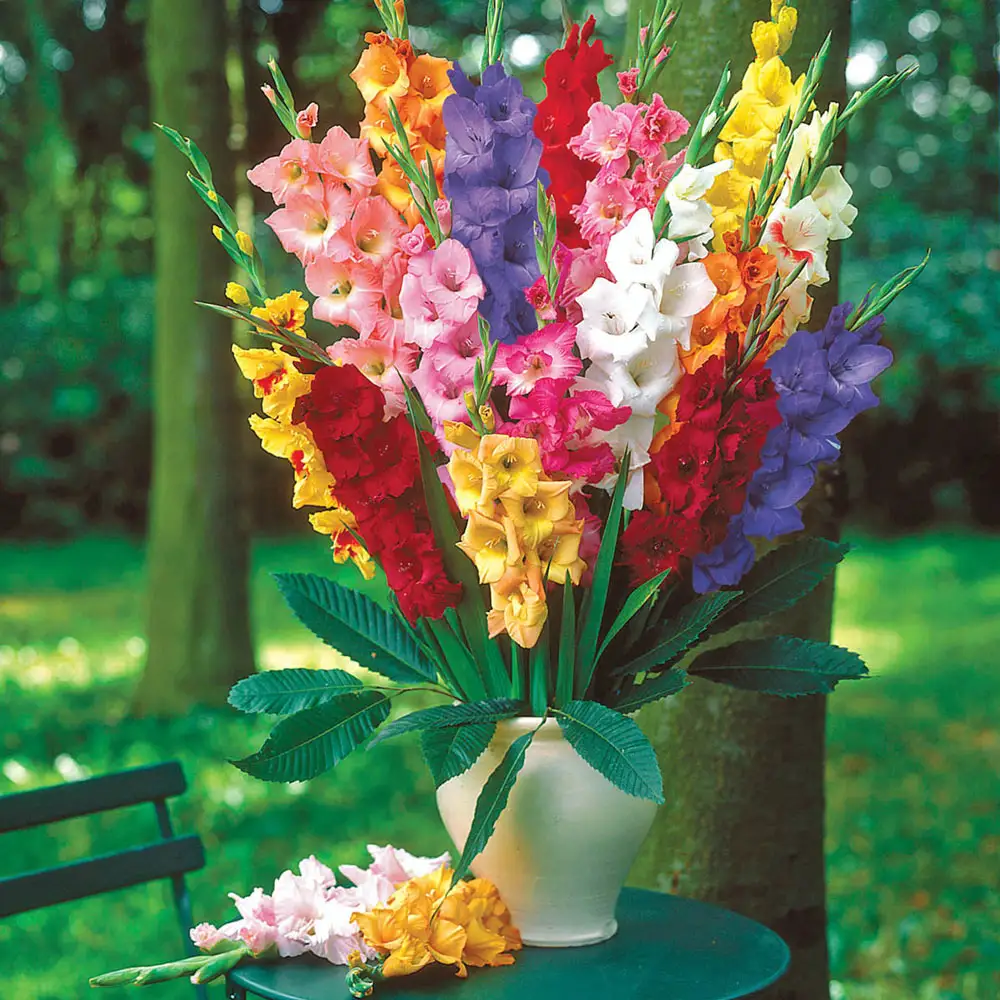 Gladiolus Mixed